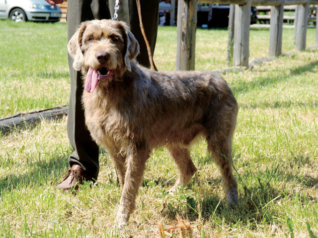 �����Ƒ��Ɍ}����O��